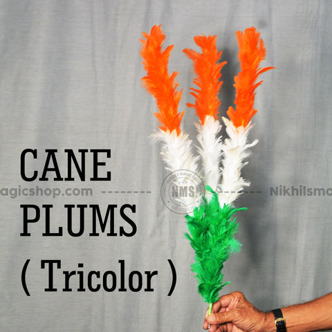 Cane Plum ( Tricolor ) 