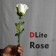 Dlite Rose ( RGB )